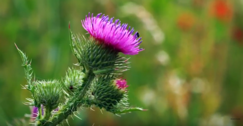Marco Caspari - Kennen Sie die Wirkung von Silymarin gewonnen aus der Mariendistel?